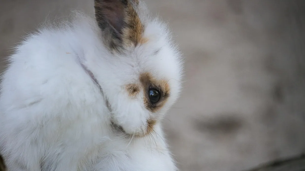 Can Rabbits Vomit? Why They Rarely Do and What to Watch For