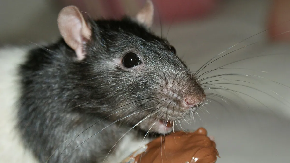 Can Rats Eat Chocolate? Toxicity and Safety