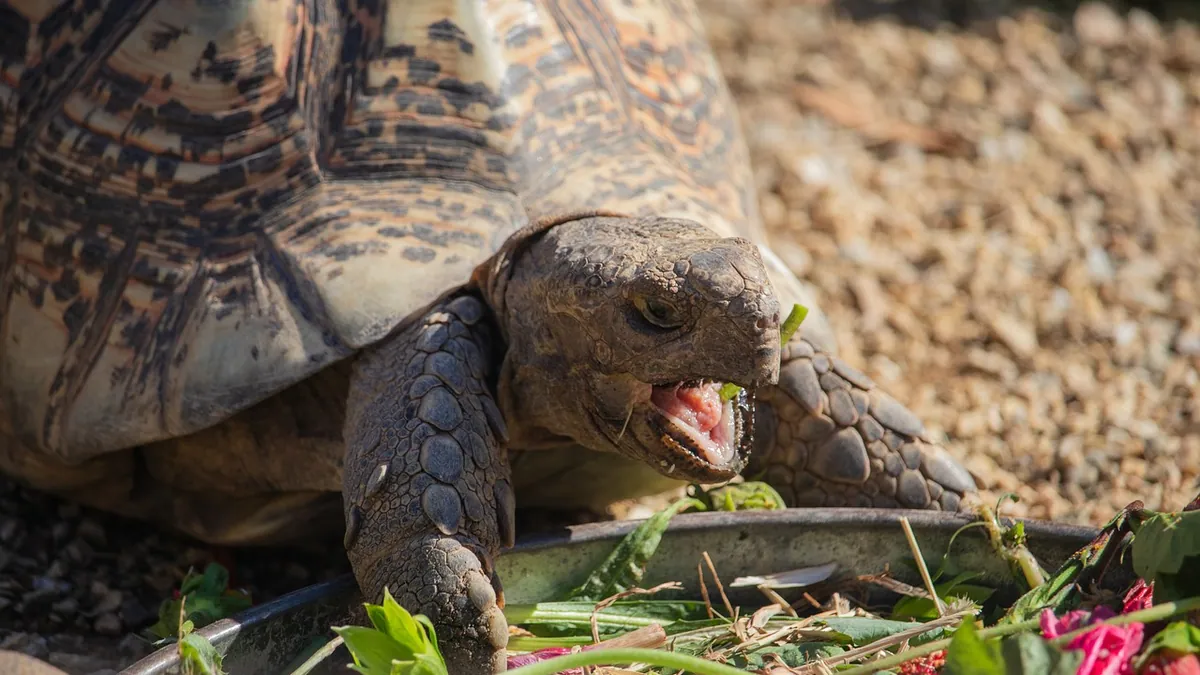 Can Tortoises and Turtles Eat Carrots? Sugar and Calcium