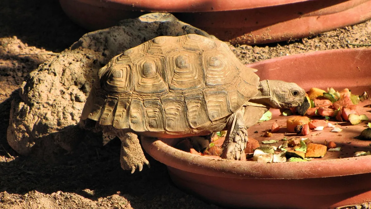 Can Tortoises Eat Onions? Why Alliums Are Unsafe