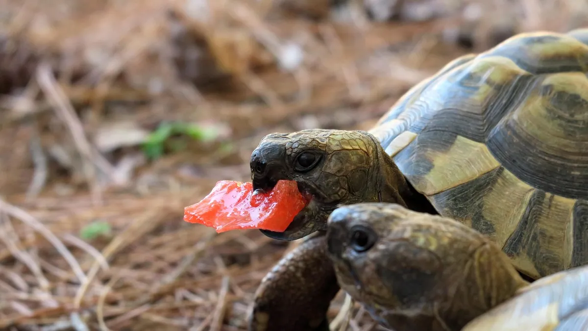 Can Tortoises and Turtles Eat Watermelon? Safe Feeding