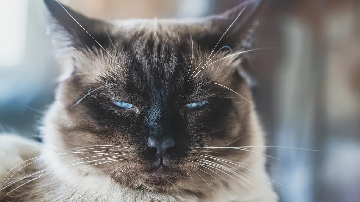 Can You Give a Cat Zoloft? SSRI Safety and Risks