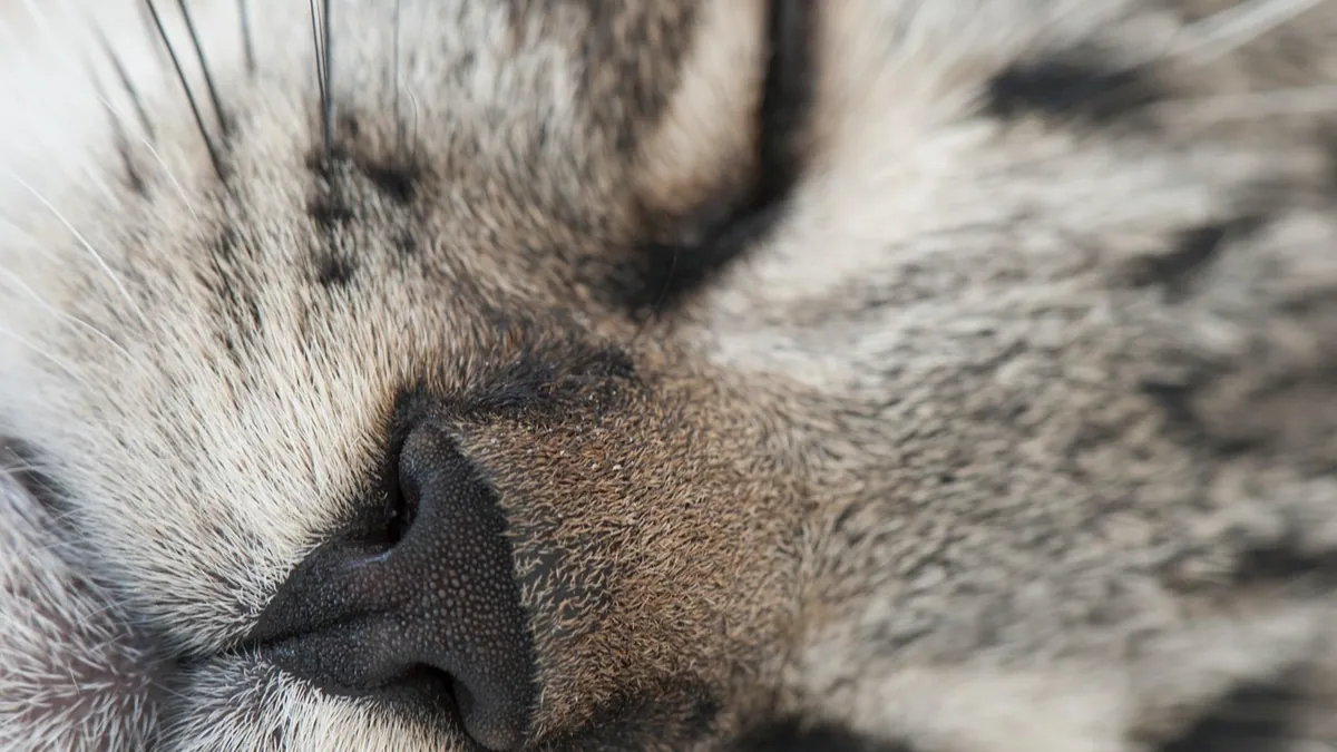 Can You Pop Cat Blackheads? Skin Care Advice
