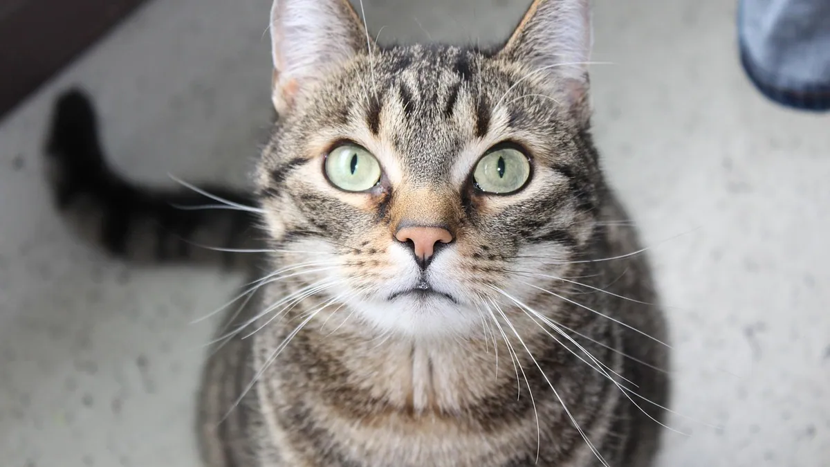 Cancer in a Cat's Ear: Tumors and Warning Signs
