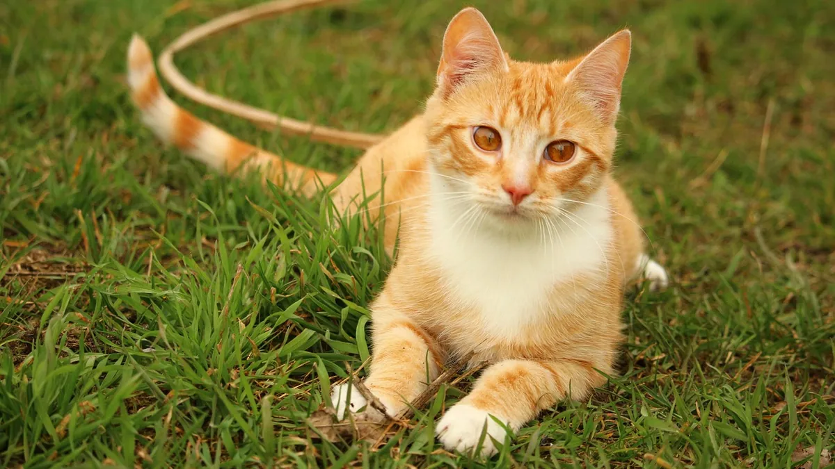 Capromorelin (Entyce) for Cats: Appetite Stimulant