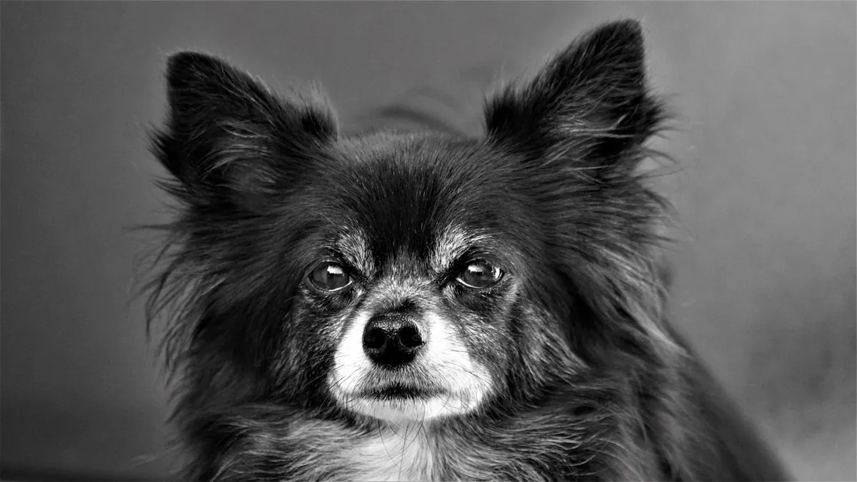 Cardiac Hypertrophy in Dogs: Causes, Signs, and Care