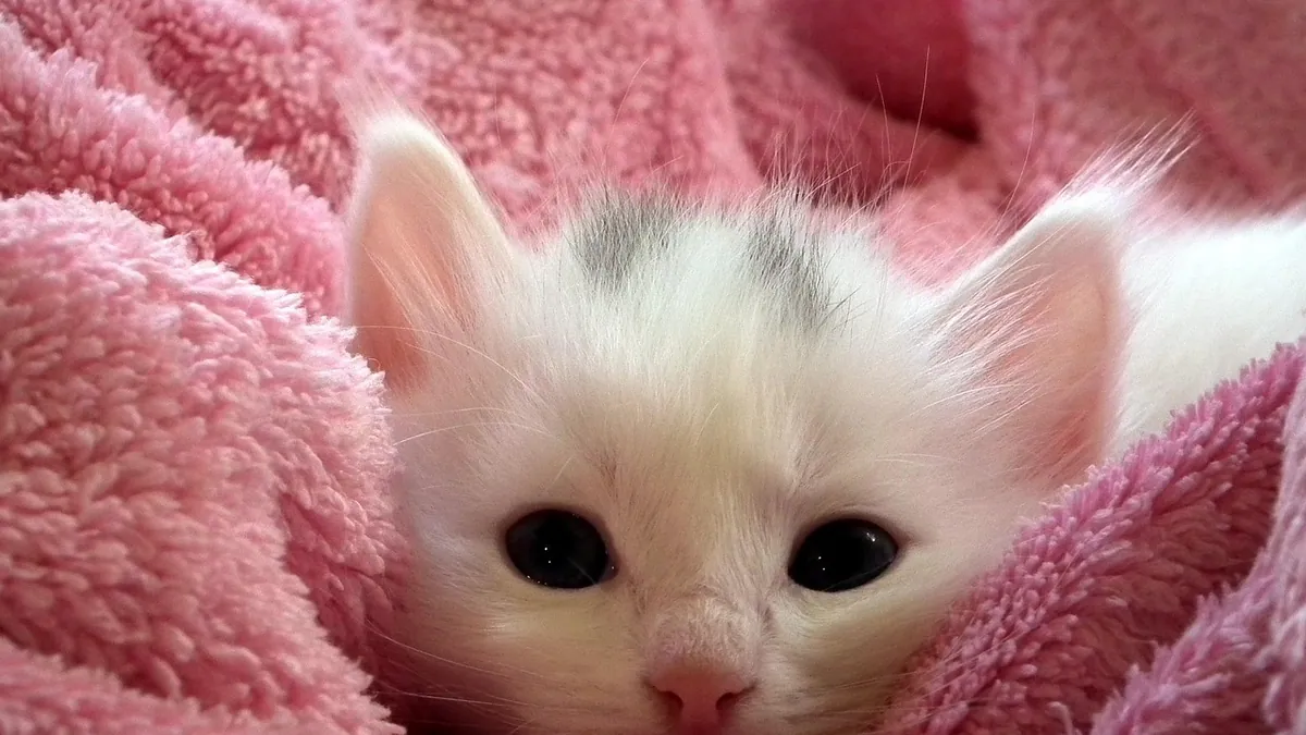 How to Care for a Dying Kitten: Comfort and Support