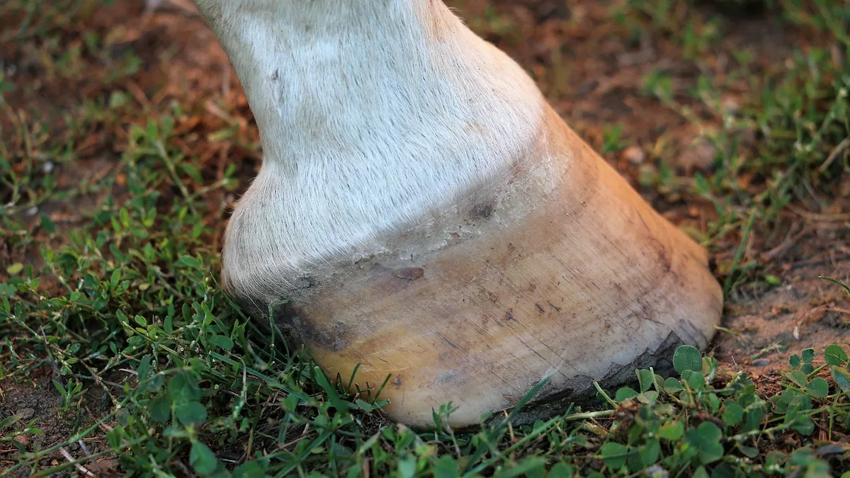 Caring for a Horse With Navicular Disease