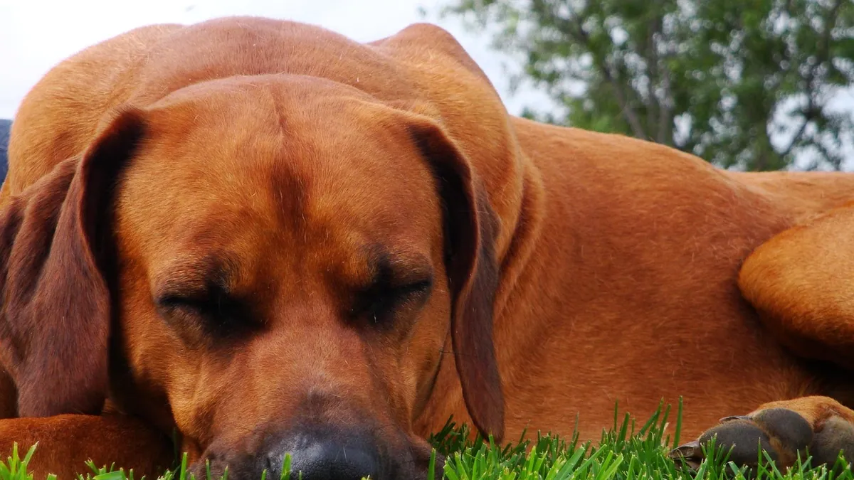 Does Carprofen Make Dogs Sleepy? What's Normal and Not