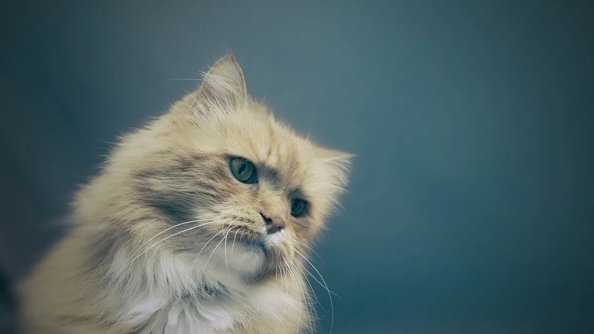 Carprofen for Cats: Dosage and Injection Risks