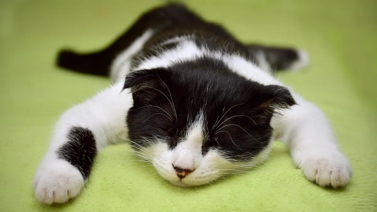 Carprofen for Cats: Side Effects and Safety