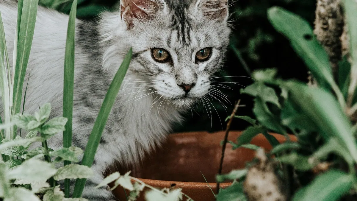 Is Castor Bean Plant Toxic to Cats? Ricin Risk
