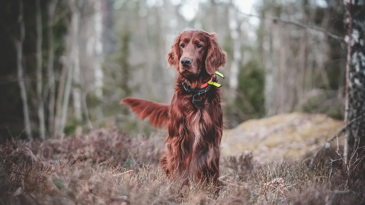 Are Castor Beans Toxic to Dogs? Ricin Risk and What to Do