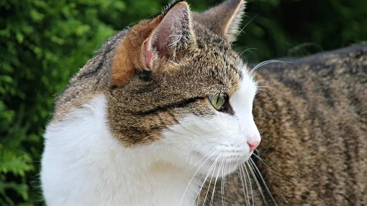 Cat Abscess: Home Care and When to See a Vet