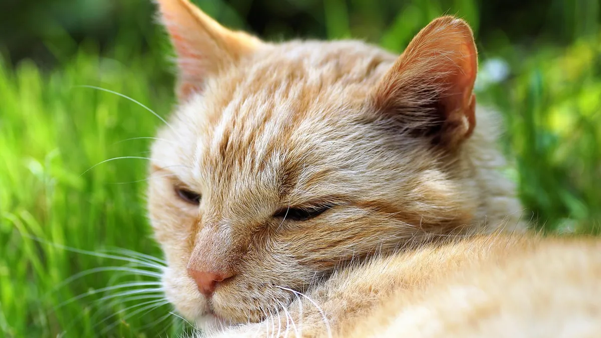 Cat Acting Weird After Shots: Normal Reactions and Red Flags