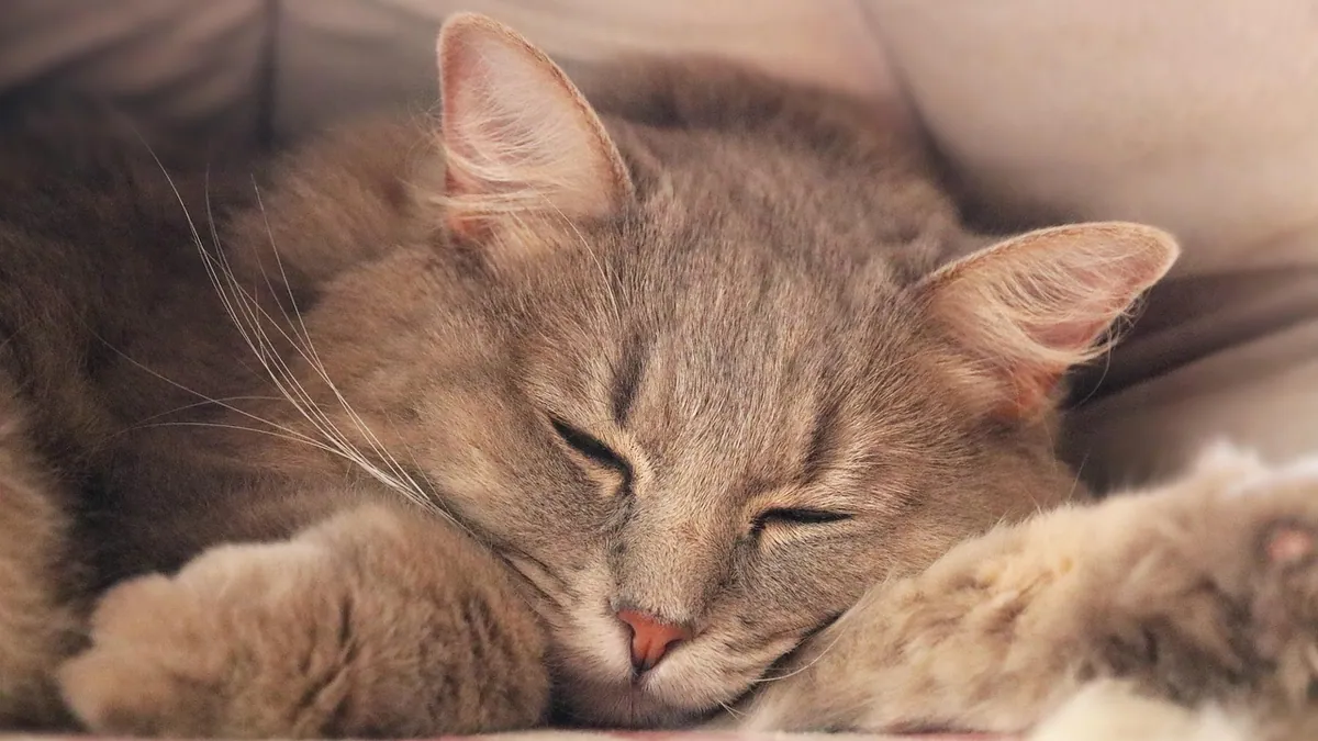 Cat Acupuncture for Arthritis: Evidence and What to Expect