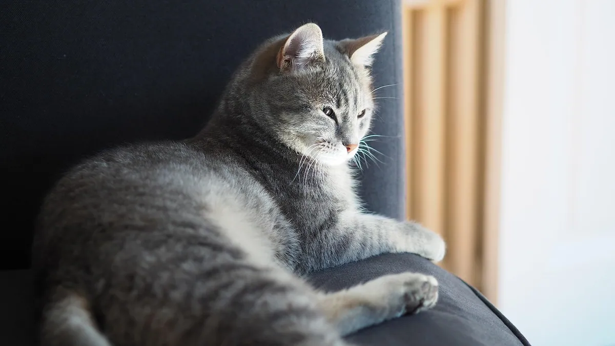 Cat Acupuncture for Constipation: Does It Help?