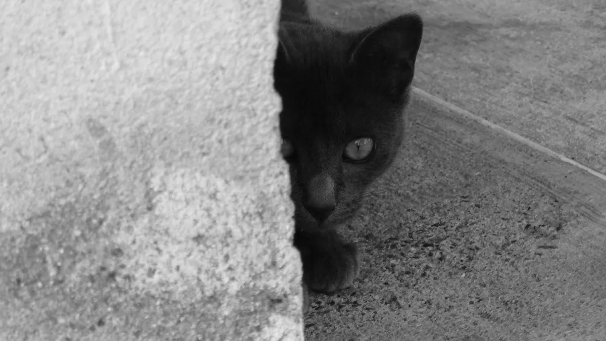 Cat After a Dog Attack: Hidden Injuries and What to Do