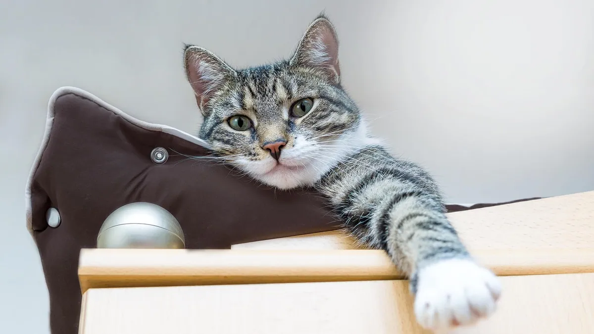 Cat After an Enema: Pooping, Straining and What's Normal
