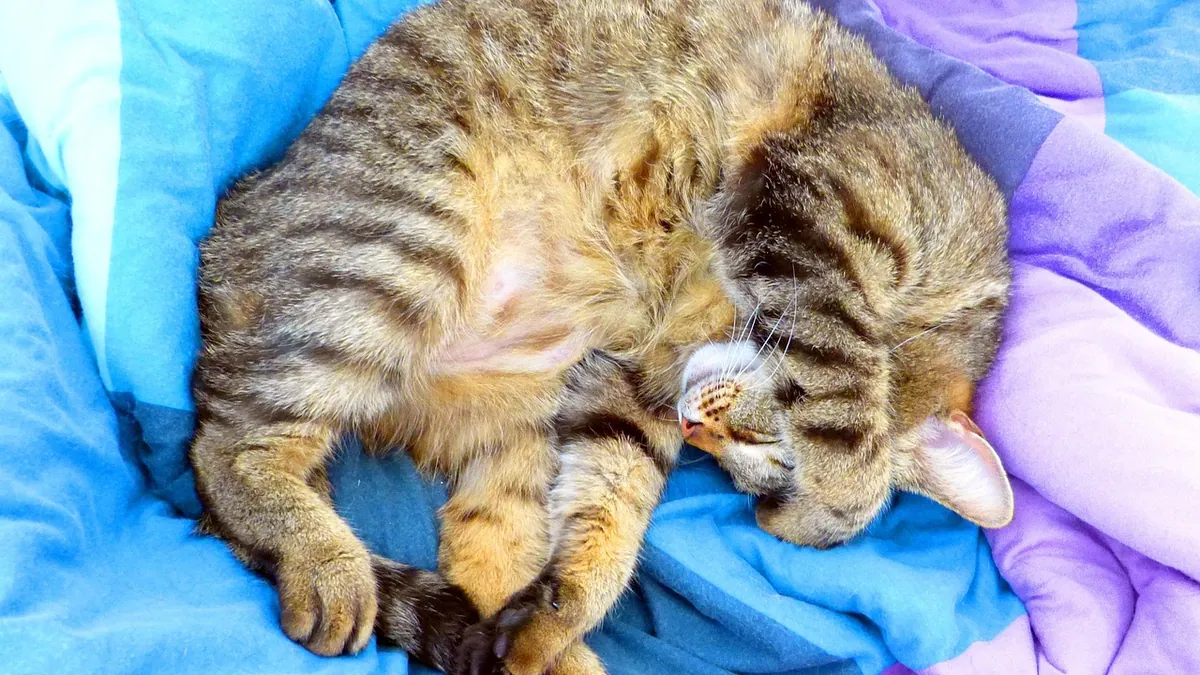 Cat Trembling or Vomiting After Spay: What's Normal?