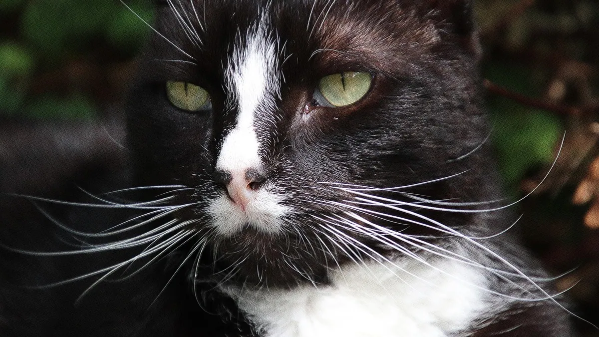 Is My Cat Allergic to Grain, Rice, or Nuts?