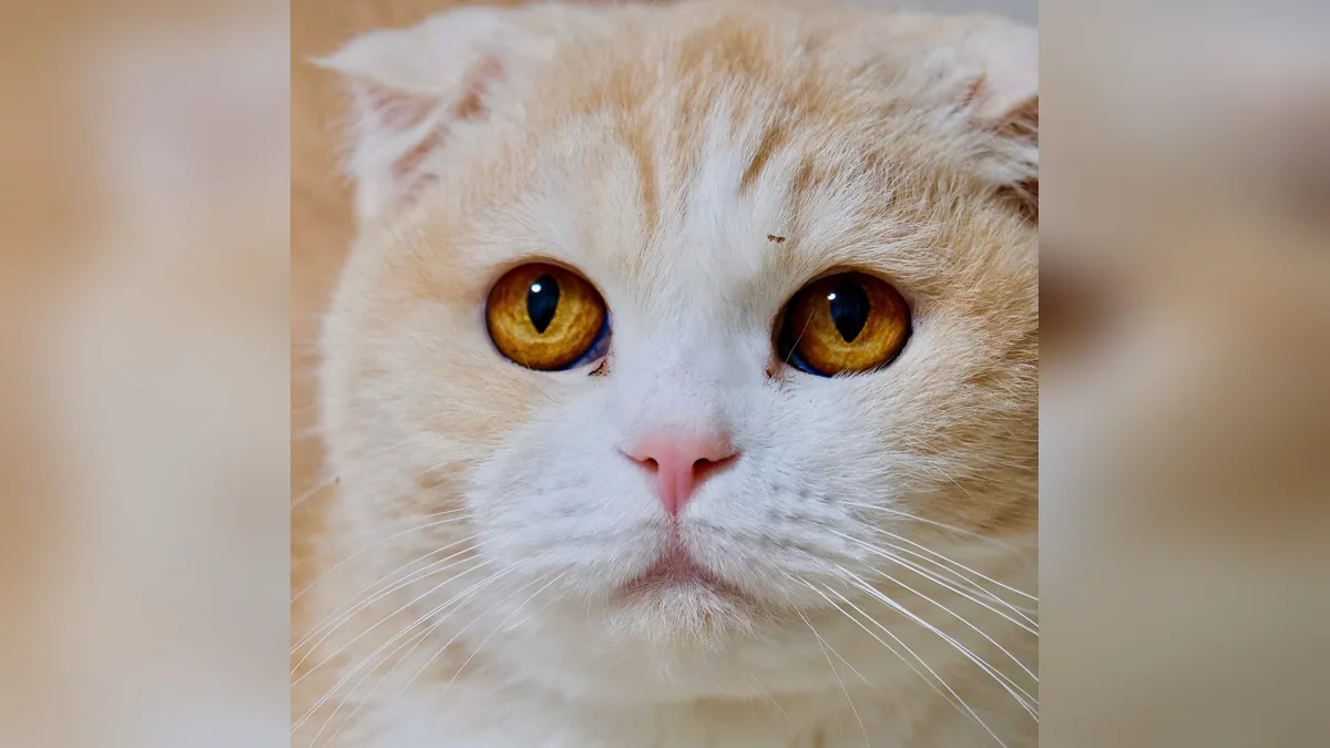 Cat Allergic to Mosquito and Bug Bites: What to Do