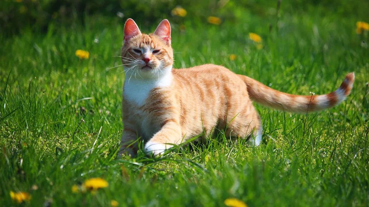 Cat Allergic to Grass, Pollen, and Outdoor Plants