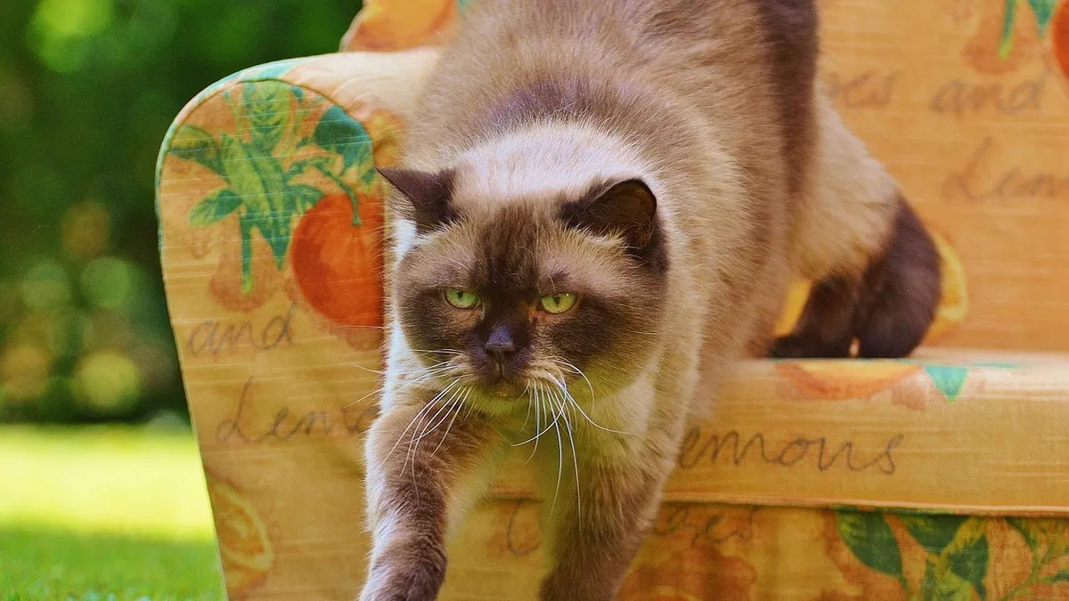 Is My Cat Allergic to Plastic Bowls or Polyester?
