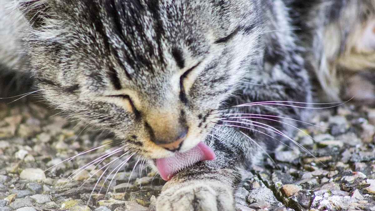 Cat Allergic to Pollen: Symptoms and Seasonal Relief