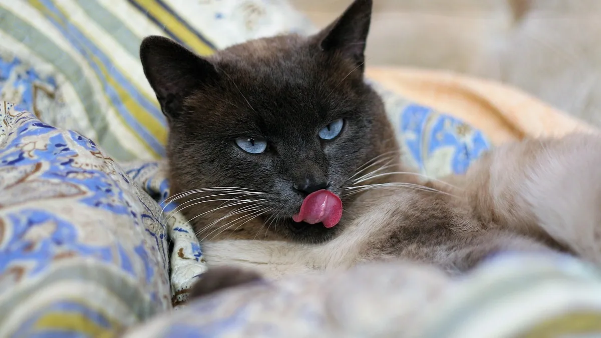 Cat Allergic to Protein: Hydrolyzed Diets Explained