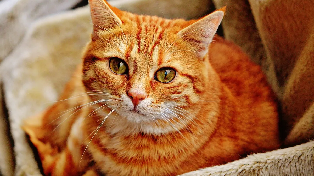 Cat Allergic to Thyroid Medication: What to Do Next
