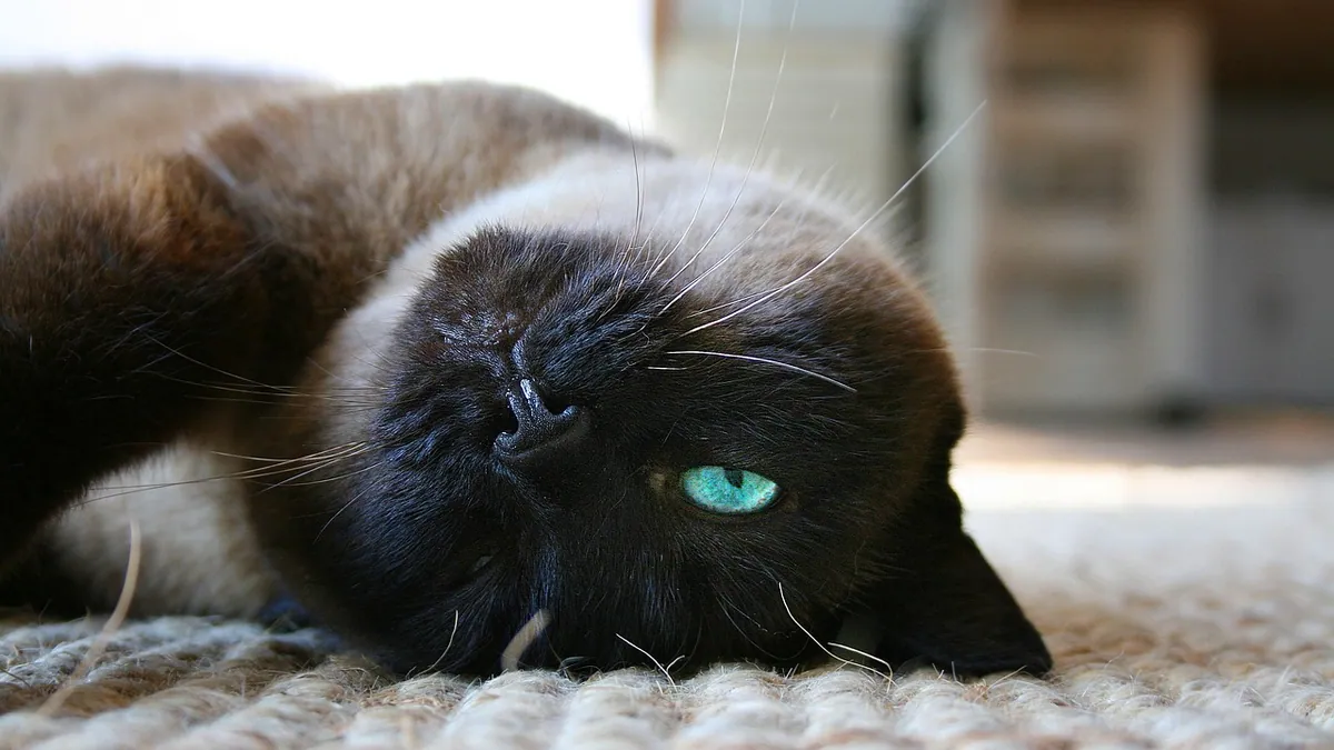 Cat Allergic to Carpet? Signs and Safer Flooring Choices