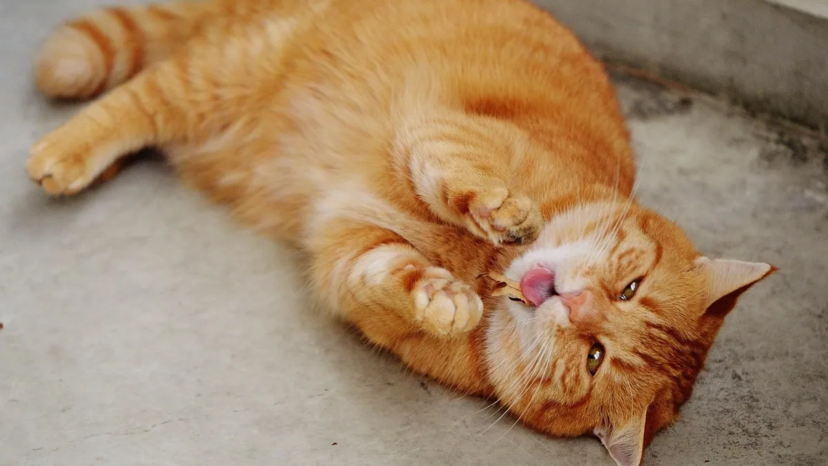 Can Cats Be Allergic to Catnip? What to Know