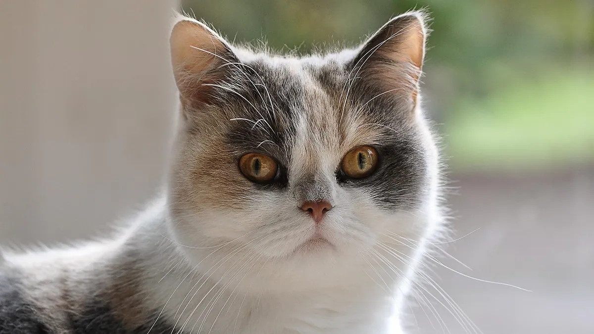 Cat Allergic to Dry Food: Signs and What to Feed
