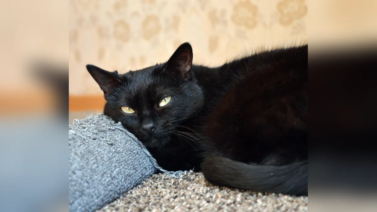 Cat Allergic to Mold: Symptoms and Home Fixes