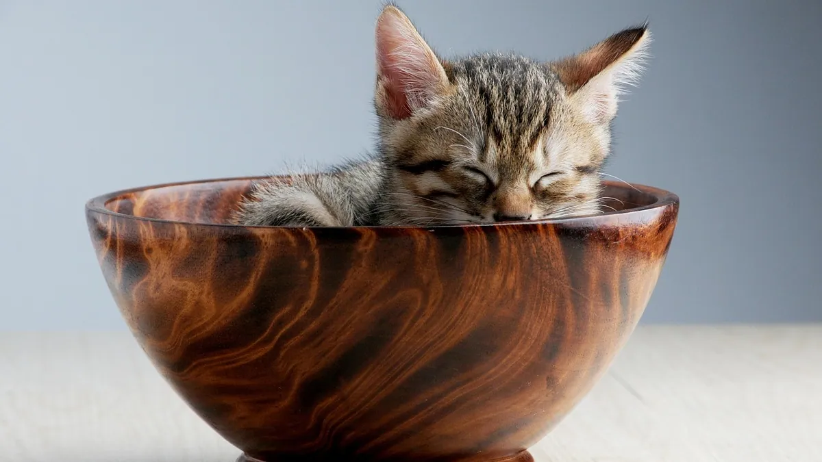 Cat Allergic to Wet Food: Signs and Elimination Diets