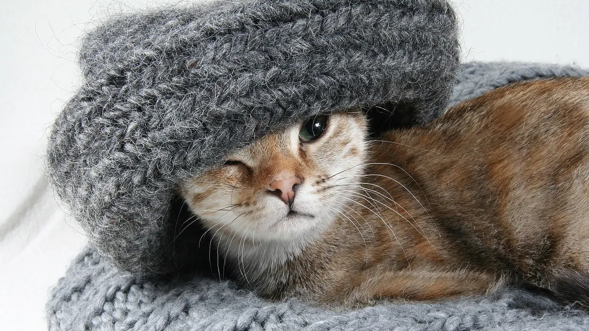 Is Your Cat Allergic to Wool or Lamb? Signs and Solutions