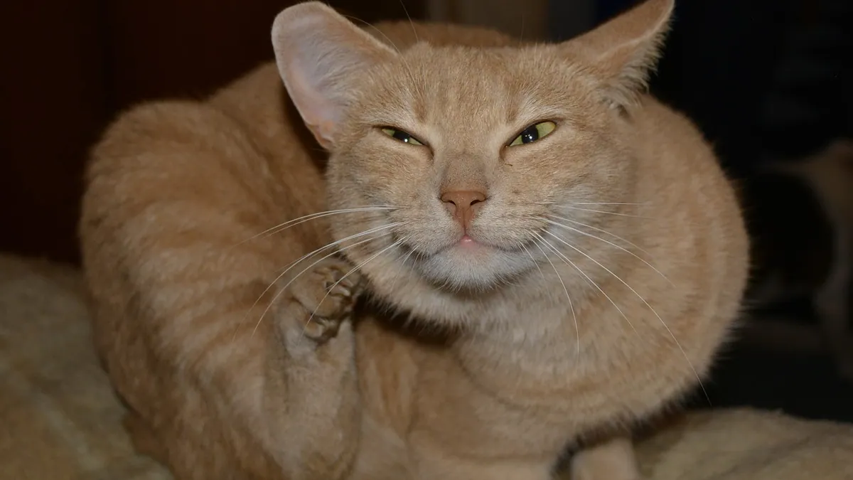 Cat Allergies: What You Can Give at Home