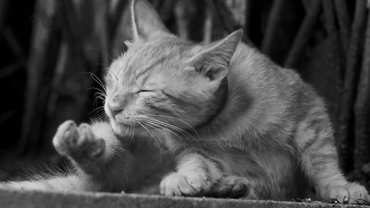 Fast Relief for Cat Allergies: What Actually Works