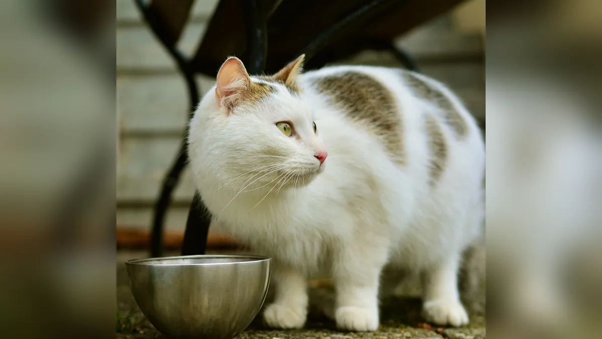 Why Is My Cat Always Hungry? Causes and When to Test