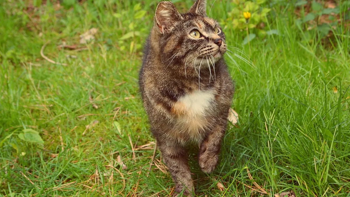 Is It Normal for Cats to Always Want Food? When to Worry