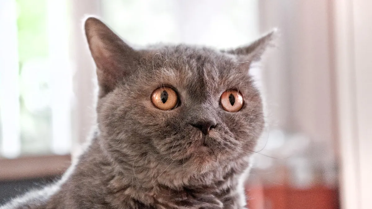 Cat Anal Gland Expression and Fear: What to Know