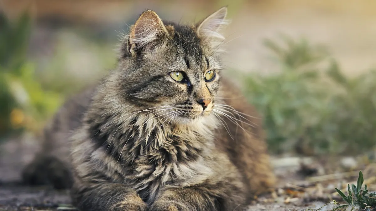 Asthma in Cats: Life Expectancy and Attack Duration