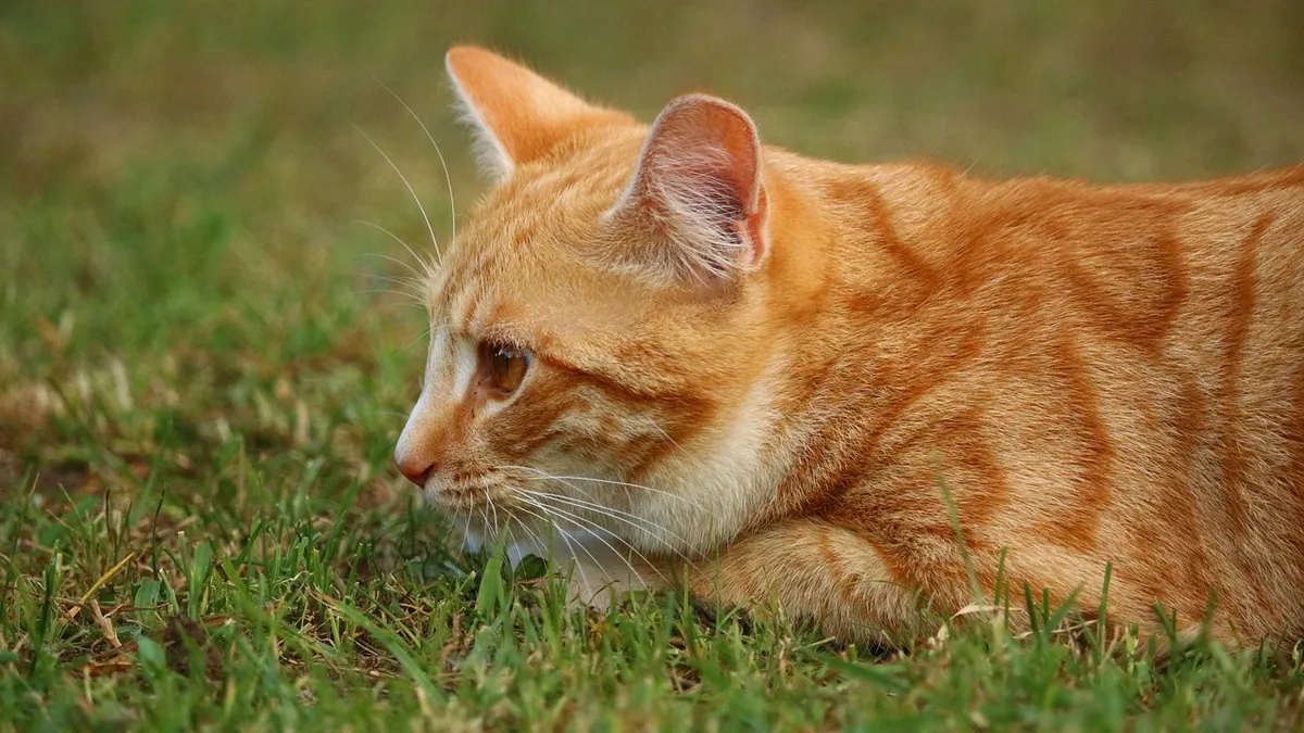 Cat Asthma vs Hairball: How to Tell the Difference