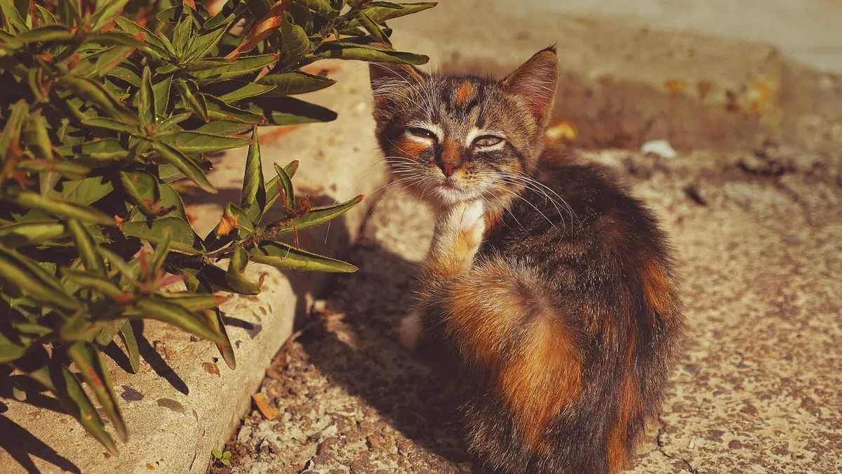 How to Tell If Your Cat Ate Something Poisonous