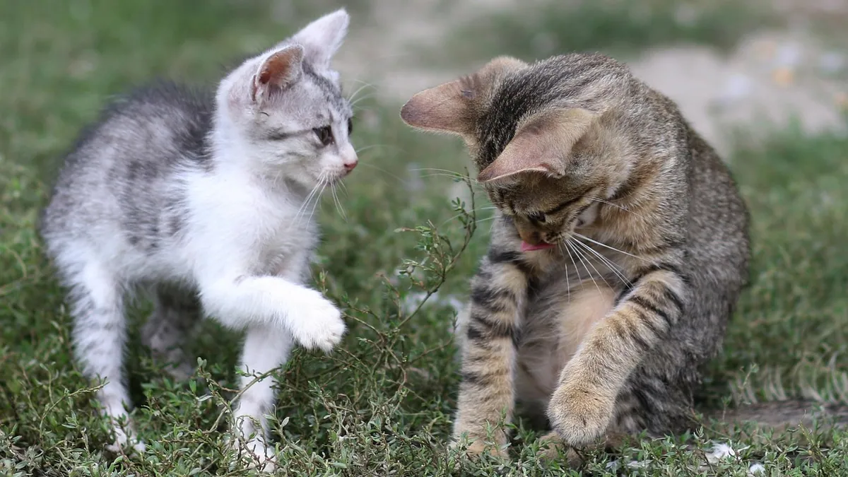 Cat Attacking Its Own Tail: Normal Play or a Problem?