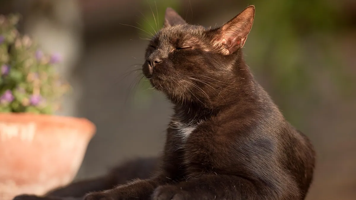 Cat Bathing and Paw Wipes: Safe Use and Limits