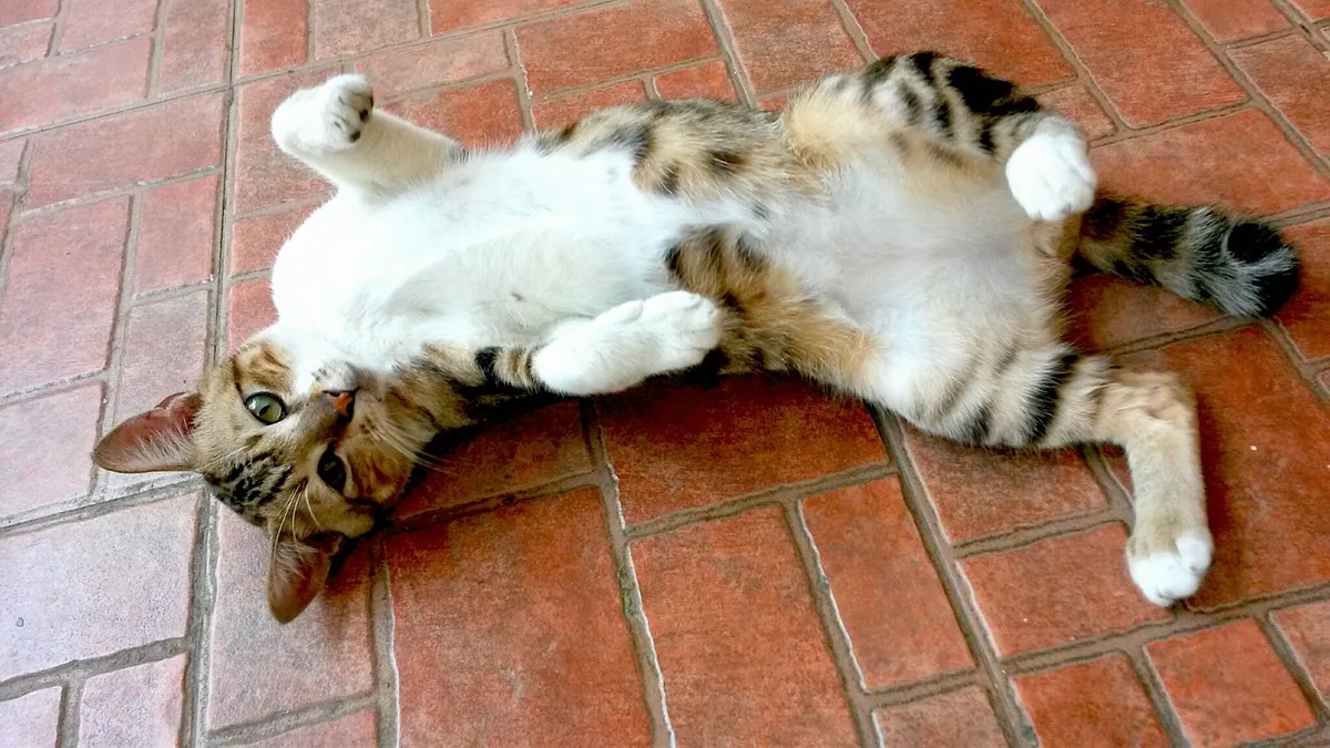 Tumors on a Cat's Belly: Causes and When to See a Vet