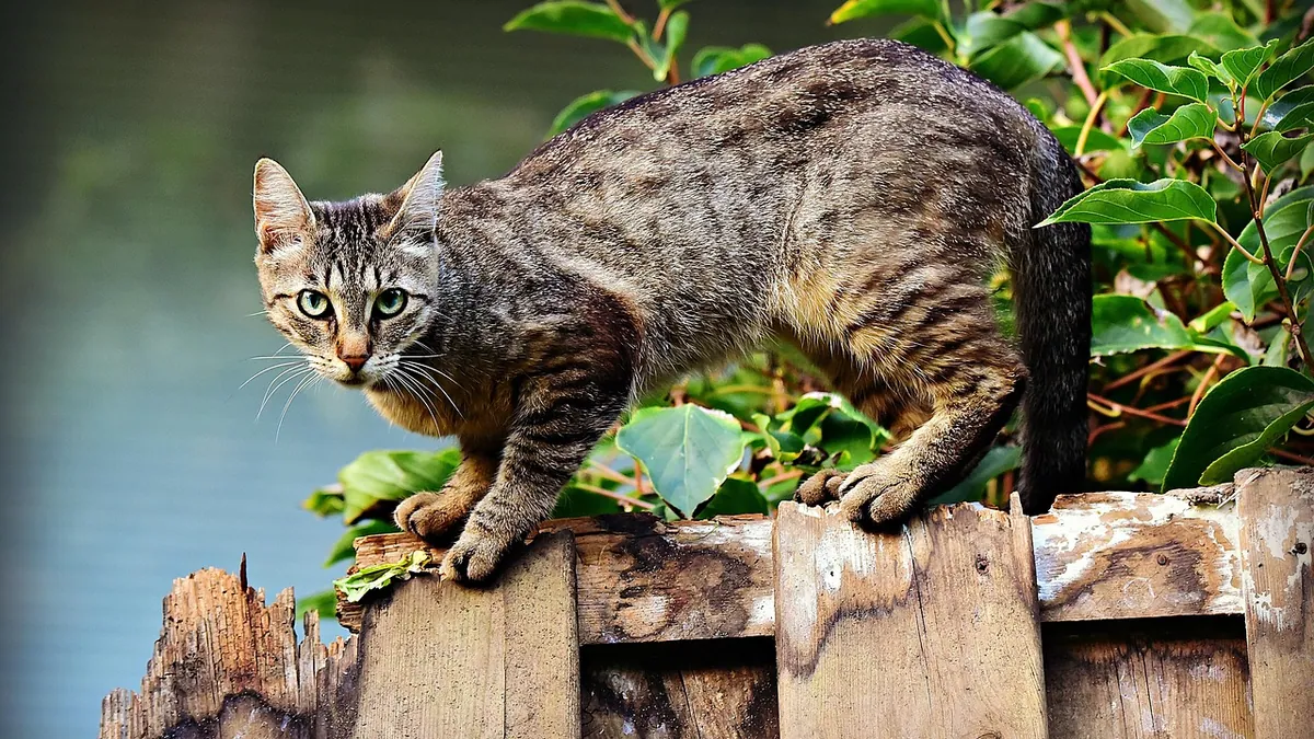 Cat Bite Treatment: Antibiotics and Pain Relief Explained