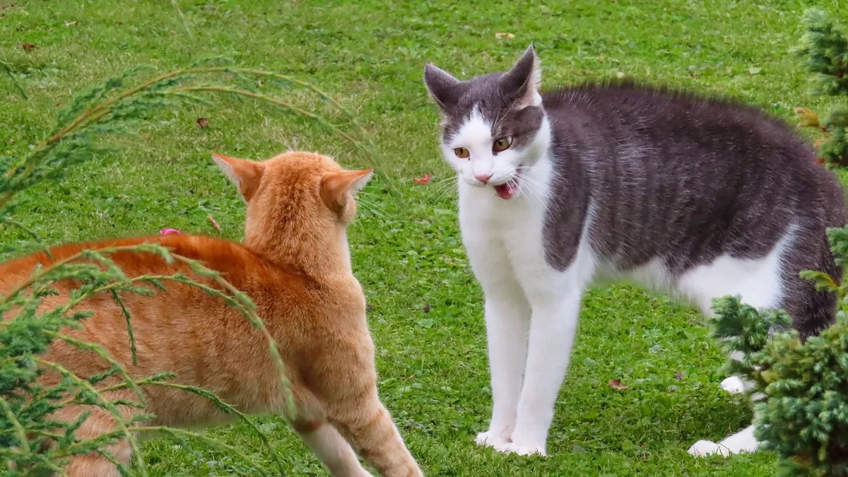 Why Does My Cat Keep Biting My Legs? Causes and Solutions